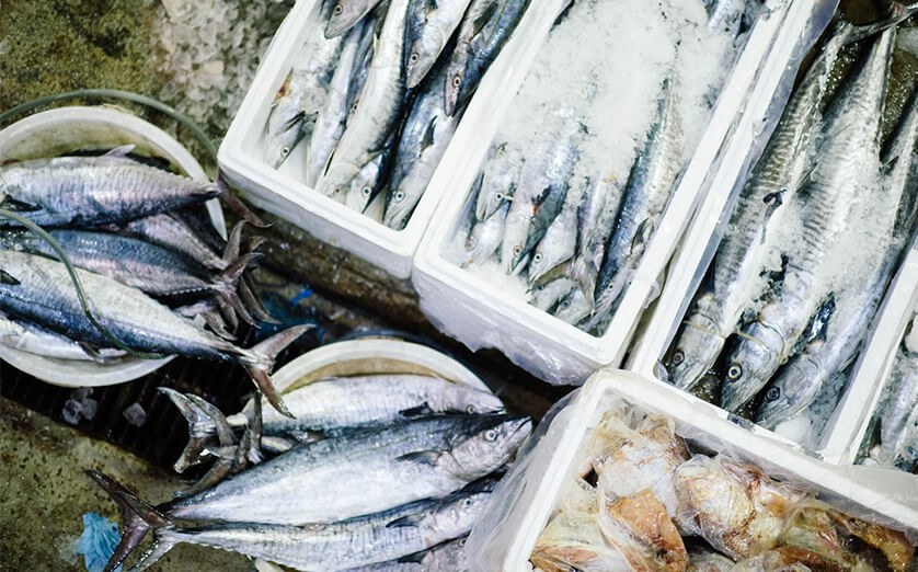 Sultan Rashid Abdullah Rashid Al Shene — fresh catch on ice — Al Shene Marine Holding